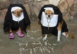 Dog Costumes Pet costumes, Dog costumes, Funny animal pictur
