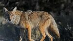 Coyote Animals Wiki Fandom