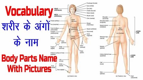 Library of royalty free download human body parts name in hi