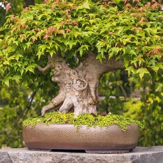Can You Bonsai A Maple Tree - POT and PLANT