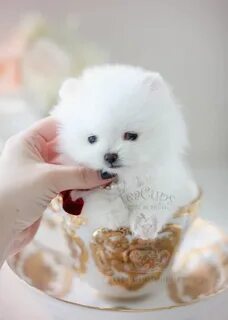 Snow white Teacup sized Pomeranian puppy by Teacup Puppies a