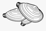 Scallop Drawing Free Download On New Vitruvian - Razor Clam 