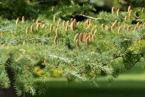 Cedar Himalayan, View from Under the Crown Stock Photo - Ima