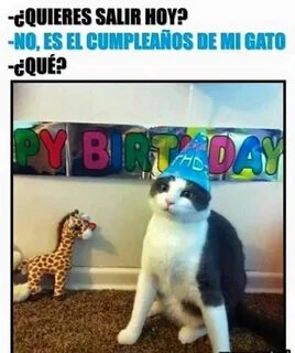 El cumpleaños de mi gato Gatos bonitos, Gatos cumpleaños, Ga