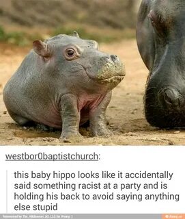 Westb Obaptistchu . this baby hippo looks like it accidental