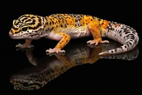 Leopard Gecko Wallpaper (59+ images)