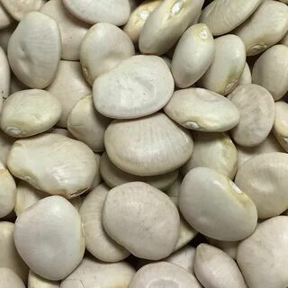 Bean (pole) Lima 'Baby Fordhook' - (Phaseolus vulgaris) Bean