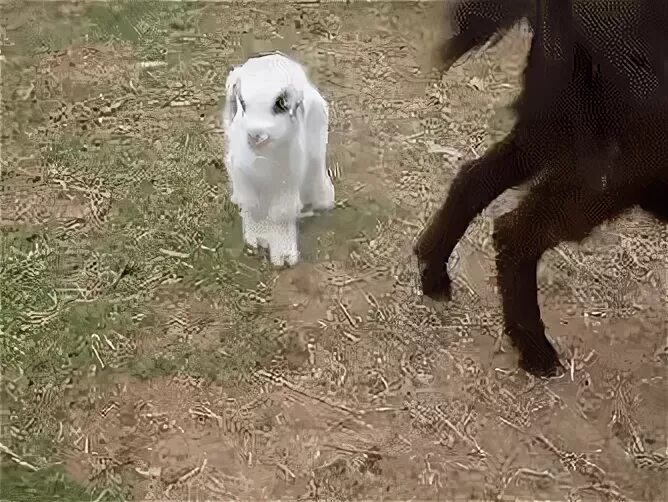 Excited Baby Goat GIF Gfycat