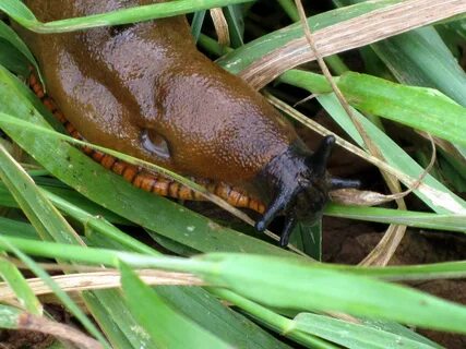 File:Arion rufus (European red slug), Arnhem, the Netherland