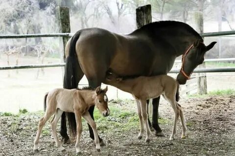 Twin Andalusians 3 Baby horses, Horses, Foals
