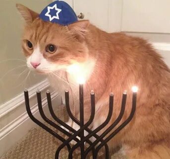 Chag Sameach! 27 Adorable Hanukkah Cats PICTURES - CatTime C