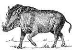 File:Warthog (PSF).png - Wikimedia Commons