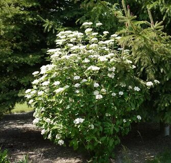 PeyzajBitkileriKitap в Твиттере: "Viburnum lantana - Mine Çi