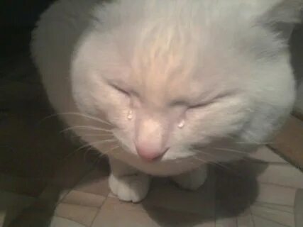 Crying/sad cats