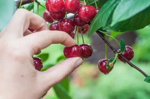 La Crepa nel Muro: Il cherry picking: che cos’è e il perché 