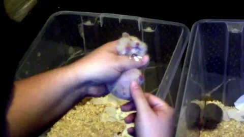 How to Sex a Syrian Hamster - YouTube