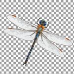 Dragonfly watercolor clip art collection, colorful watercolo