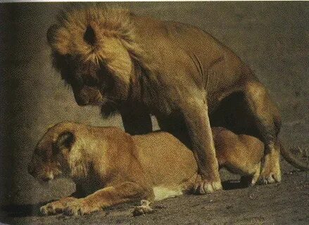 Lions_mating.gif (image)