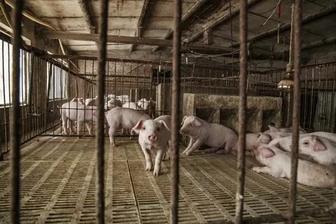 China’s Headlong Rush into Hog Farms Sparks Boom-Bust Fears 