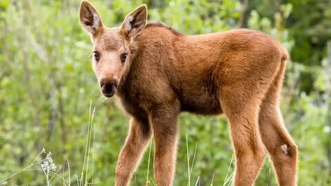 What is a baby Moose called? - YouTube