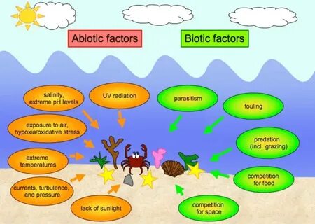 The biotic and abiotic factors governing the marine ecosyste
