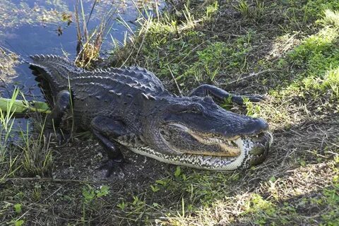 kingsnake.com photo gallery Crocodilians "Alligator Dominati