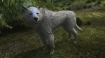 Skyrim Wolf Race Mod 9 Images - Fur Elin Race 2, Furry Age O