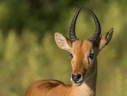 Puku Antelope JuzaPhoto