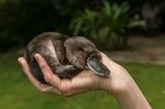 Cute australian animals, Baby platypus, Cute baby animals