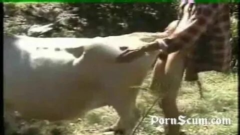 Fucking Cow Porn Sex Pictures Pass