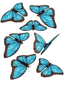 blue butterflies by darkadathea on deviantART Blue butterfly