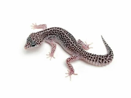 TUG snow mack super snow enigma Leopard Gecko! :) Leopard ge