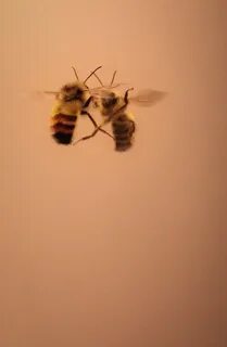 Yellow Bee Aesthetic Related Keywords & Suggestions - Yellow