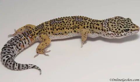 Leopard Gecko For Sale