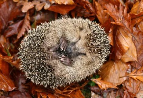 Hedgehog Appeal - People's Trust for Endangered Species