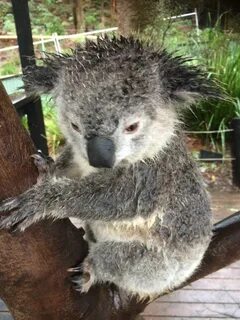 Wet koala Koala