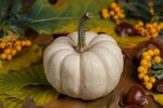 Wallpaper Large white pumpkin on the table with chestnuts an