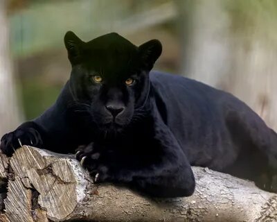 Скачать обои взгляд, Ягуар, дикая кошка, чёрная пантера, раз