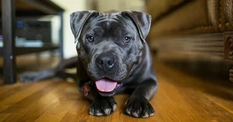 Stunning Portraits Show Just How Gentle Pit Bulls Are Black 