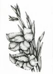 Gladiolus Drawing at PaintingValley.com Explore collection o