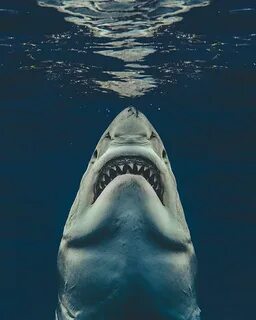 Photo of a Great White resembling the JAWS poster by @euanar