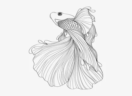 Betta Clan Banner - Japanese Fighting Fish Drawing Transpare