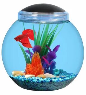 Buy Koller Products 2-Gallon Bowl with LED Lighting (7 Color