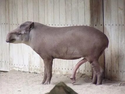 Tapir penis " MyConfinedSpace