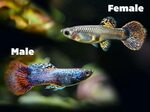 Types Of Guppies - Explanation With Images Included