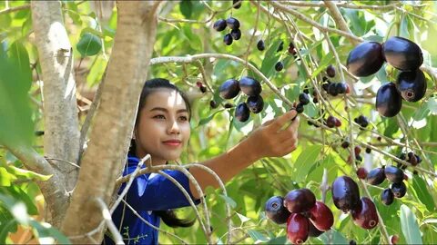 Have you ever seen this fruit in your Country - Jambolam Plu