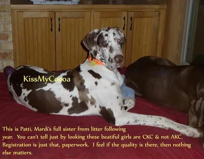 Pattie is a chocolate harlequin GREAT Dane by Kiss My Cocoa.