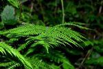 Fern Leaves Plant Potted - Free photo on Pixabay