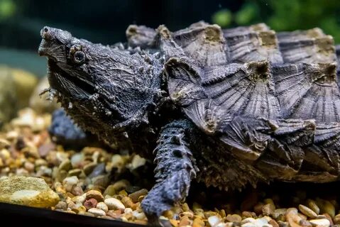 Alligator Snapping Turtle Portrait Young Alligator Snappin. 