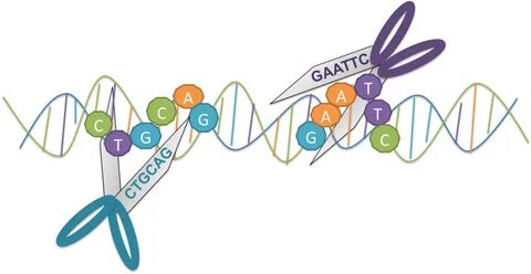 Dna clipart genetic trait, Picture #925825 dna clipart genet